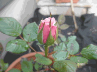 c0136736_16594538.gif