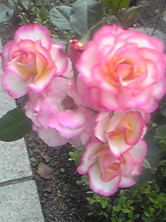 a0155838_850333.jpg