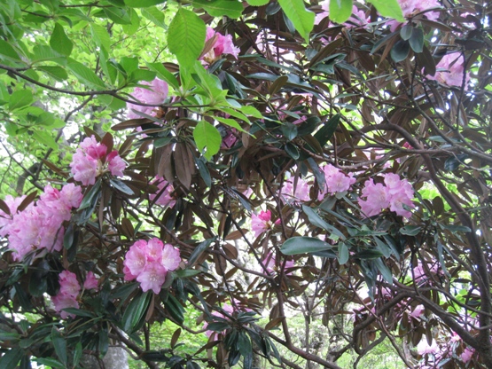 c0077338_10414049.jpg