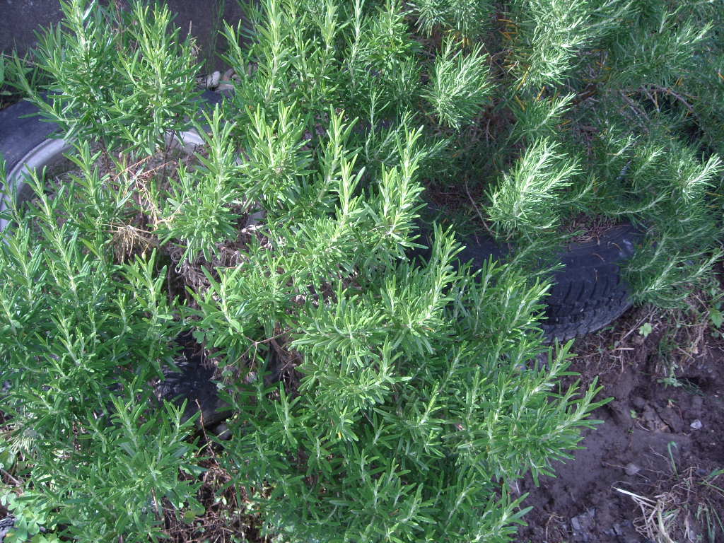 d0137658_20183571.jpg
