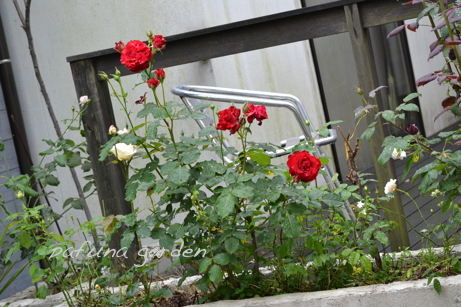 e0184558_822553.jpg
