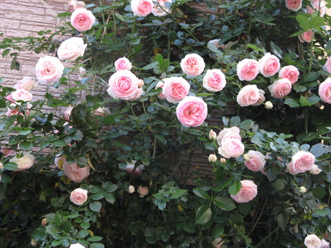 e0227261_184565.jpg