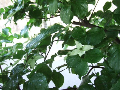e0225164_5551839.jpg