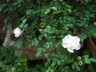 e0225164_6101871.jpg