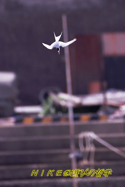 e0000968_2145754.jpg