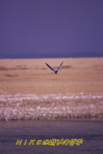 e0000968_214591.jpg