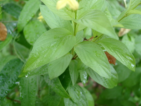 a0002177_1635986.jpg