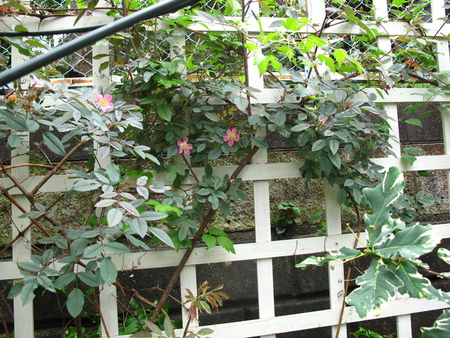 f0178897_1803759.jpg