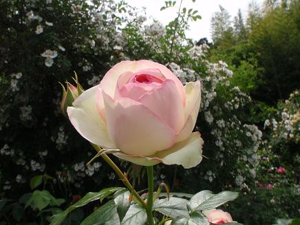a0125598_1557344.jpg