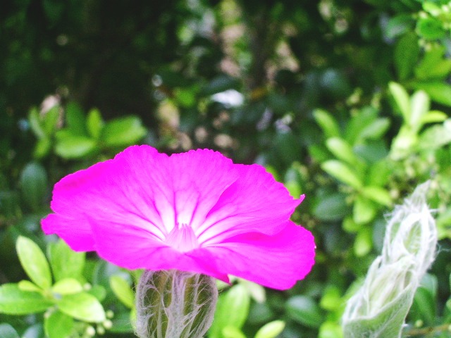 e0025300_1452057.jpg