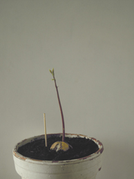 e0206902_624526.jpg
