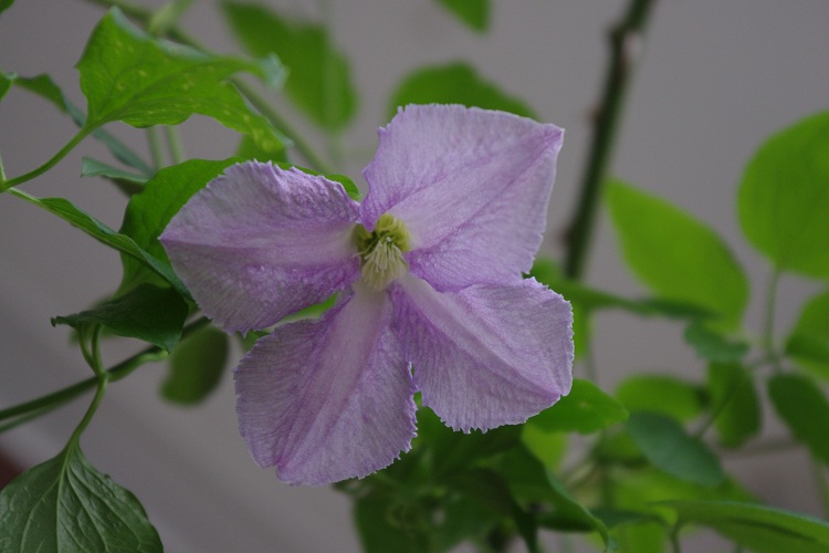 c0147909_7543391.jpg