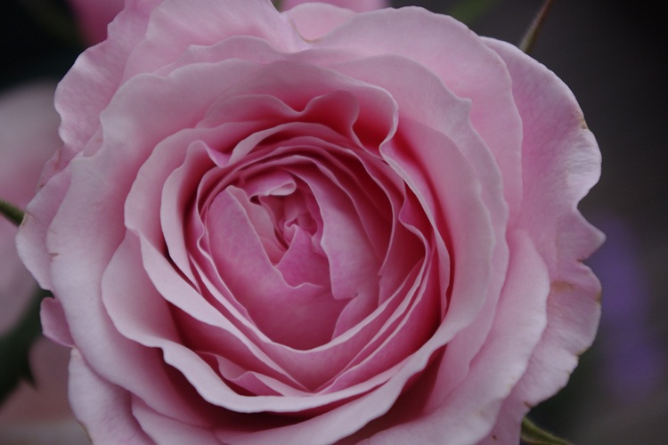 c0147909_7575022.jpg
