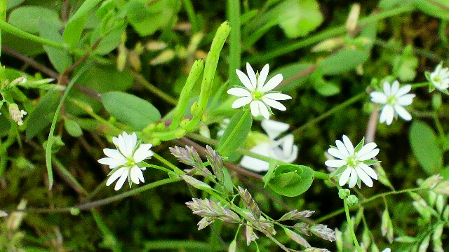 b0035611_20163238.jpg