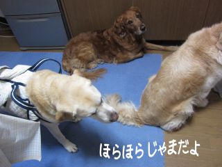 b0008217_1056319.jpg
