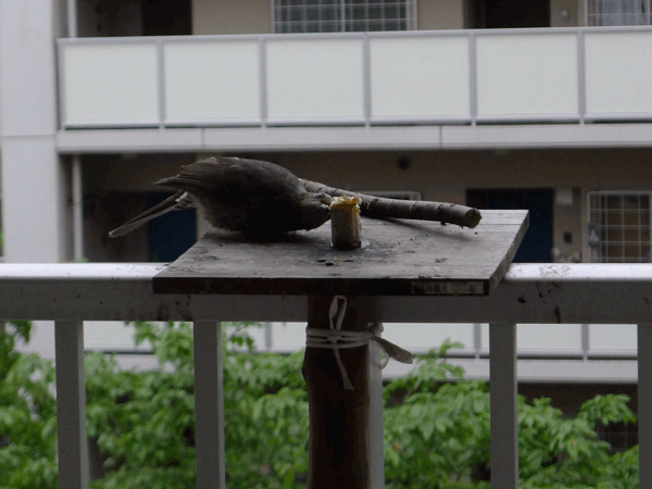 e0098223_23572018.gif