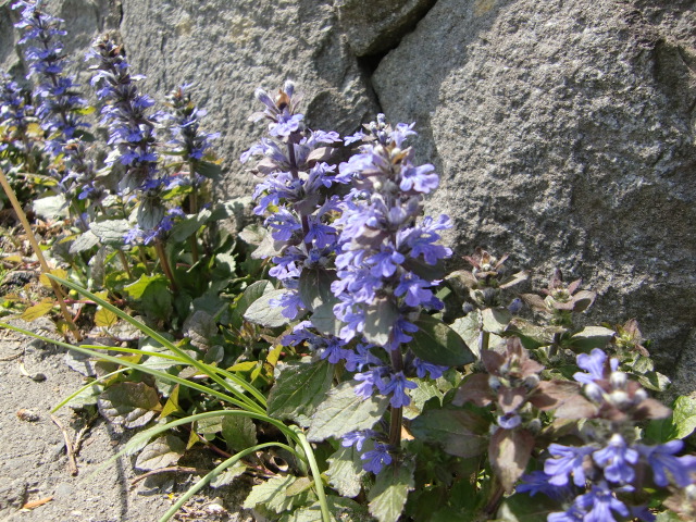 e0234924_844667.jpg