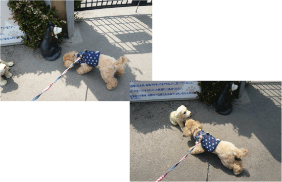 b0182846_2231494.gif