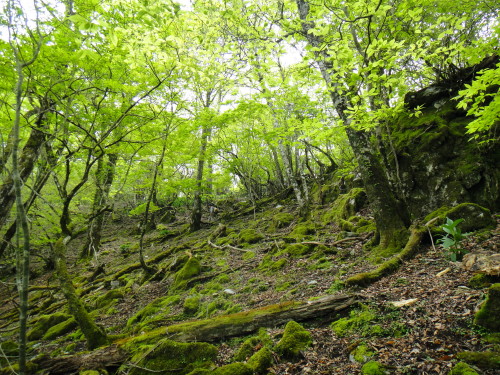 c0179351_11571031.jpg