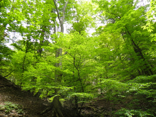 c0179351_1201264.jpg