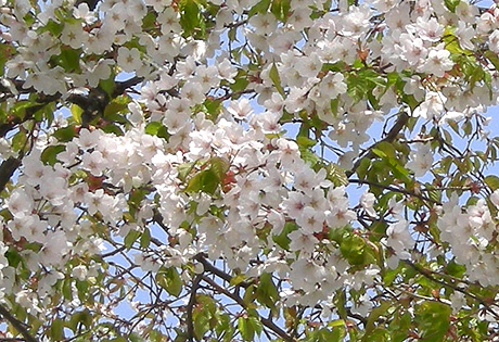 a0001354_1153862.jpg