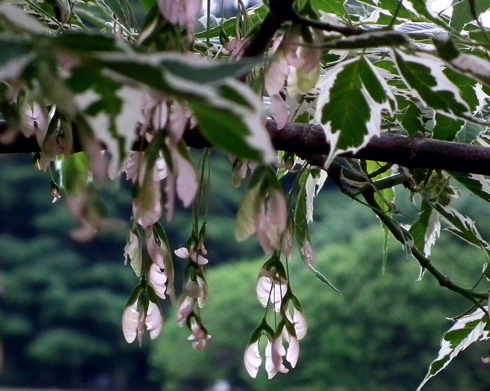 e0064158_23144632.jpg