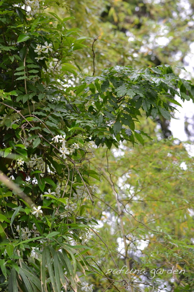 e0184558_90981.jpg