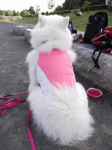 e0176159_1710679.gif
