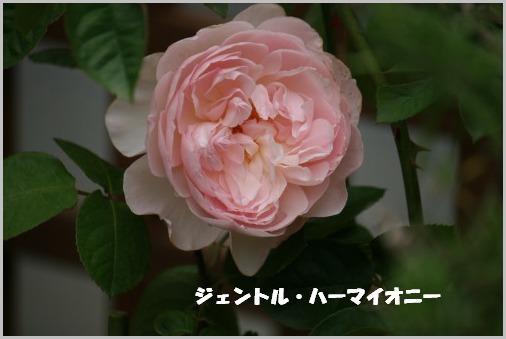 e0114977_12112297.jpg