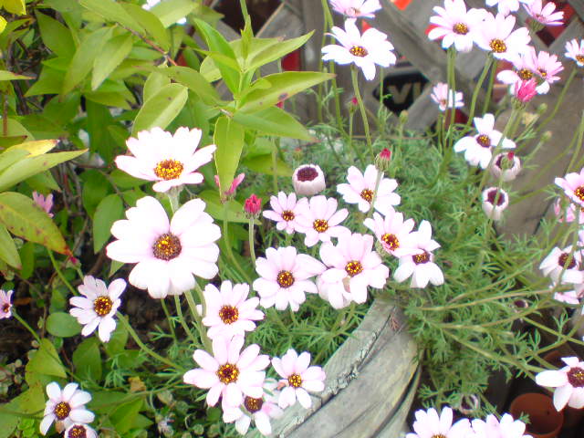 d0183278_10143898.jpg