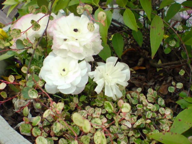 d0183278_10151528.jpg