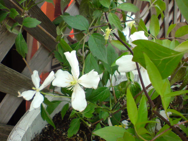 d0183278_10155587.jpg