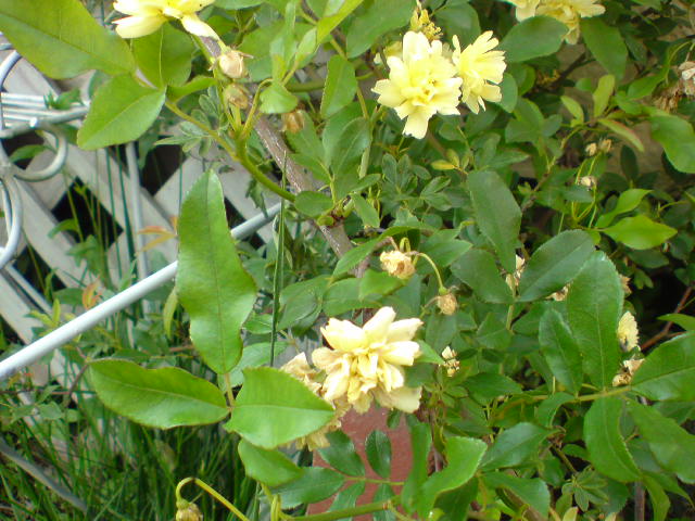 d0183278_10194932.jpg