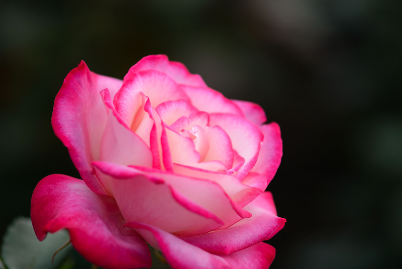 f0108478_2010225.jpg