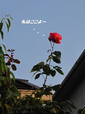 d0148980_17384029.jpg