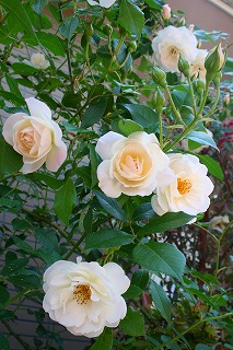 e0024385_11341857.jpg