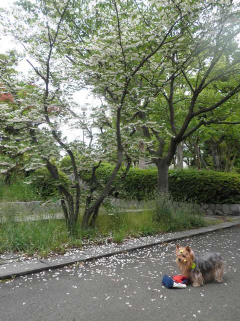 f0130894_20455969.jpg