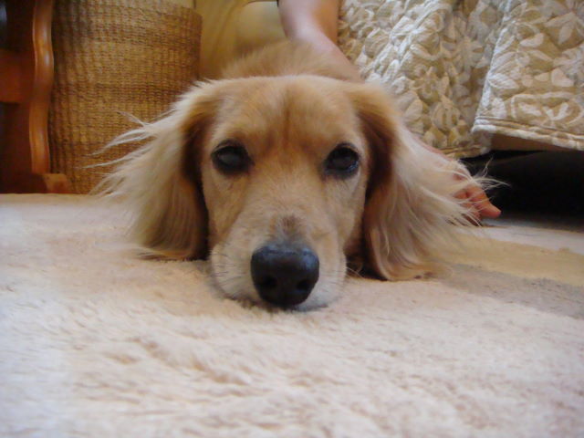 d0098295_155222100.jpg