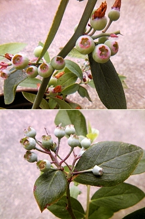 e0098908_22393264.jpg