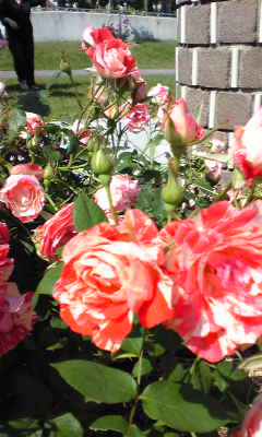 c0180209_1995328.jpg