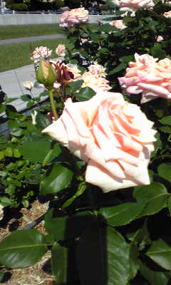 c0180209_1995336.jpg