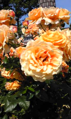 c0180209_1995374.jpg