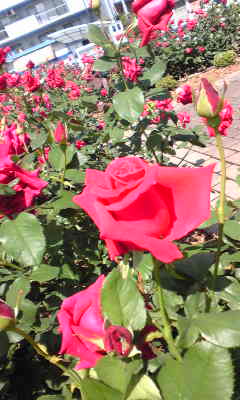c0180209_1995377.jpg