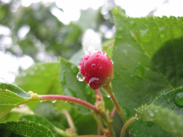 d0081210_936731.jpg