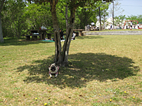 e0195721_8475545.jpg
