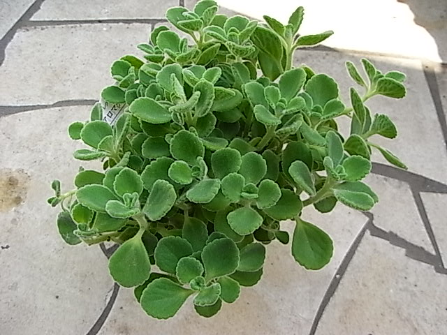 e0130722_18172989.jpg