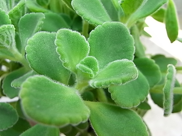 e0130722_18184774.jpg