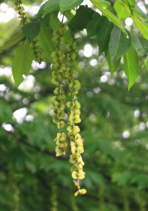 c0104227_554818.jpg