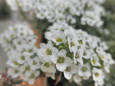 c0136736_22145885.gif
