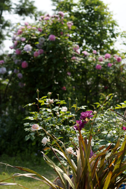 b0075541_621128.jpg